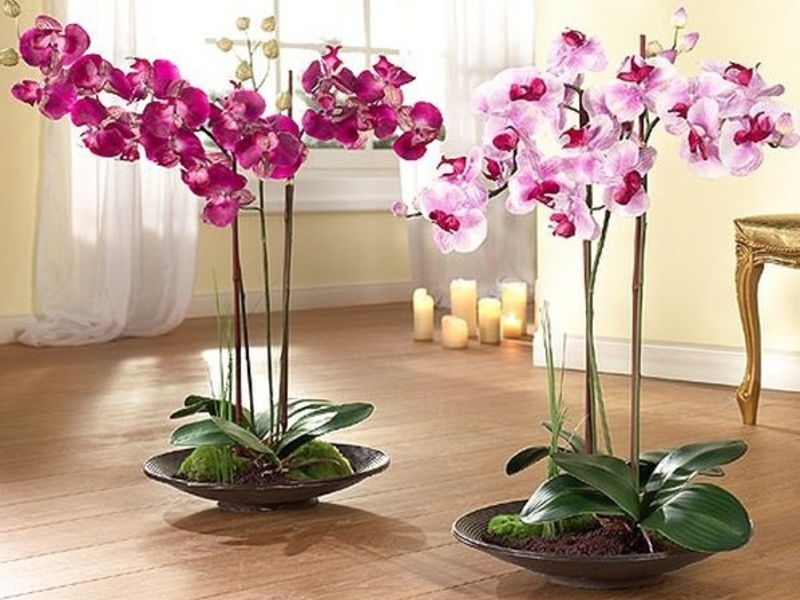 Где Купить Орхидеи В Самаре