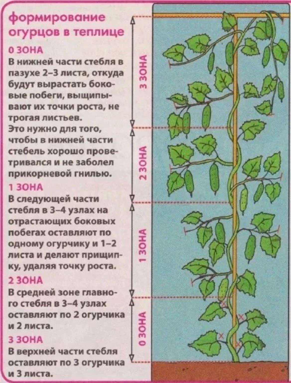 Схема пасынкования огурцов в теплице