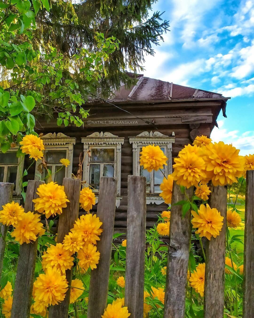 Рудбекия золотой шар