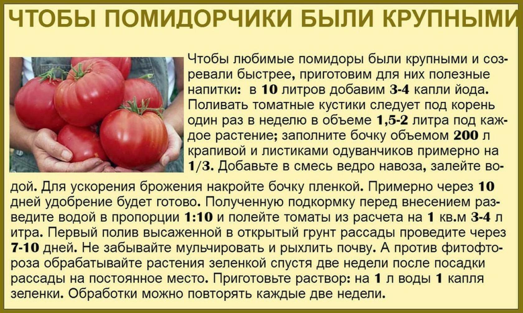 Можно ли в год помидоры