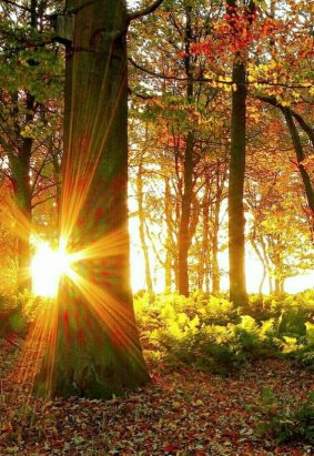 В осеннем солнечном лесу человек становится чище» — да, почаще бы всем нам в этот желтый лес