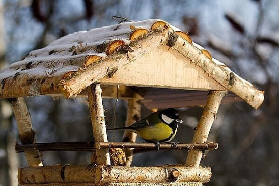 Кормушки для птиц. Идеи для изготовления. Покормите птиц зимой