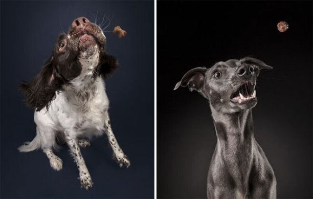 Rhiannon Buckle - фотограф домашних животных. Он поделился в сети мини-фотосессией, запечатлевшей собак и их реакцию на еду