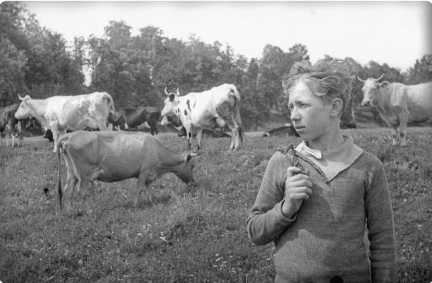 Люди и главные домашние животные-коровы