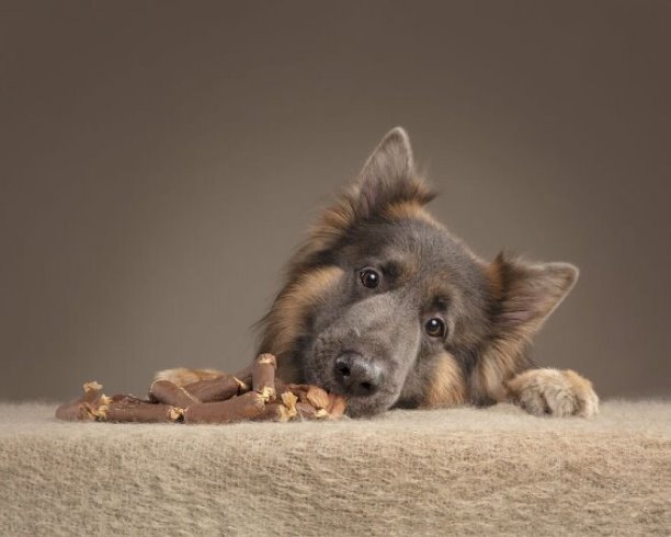Rhiannon Buckle - фотограф домашних животных. Он поделился в сети мини-фотосессией, запечатлевшей собак и их реакцию на еду