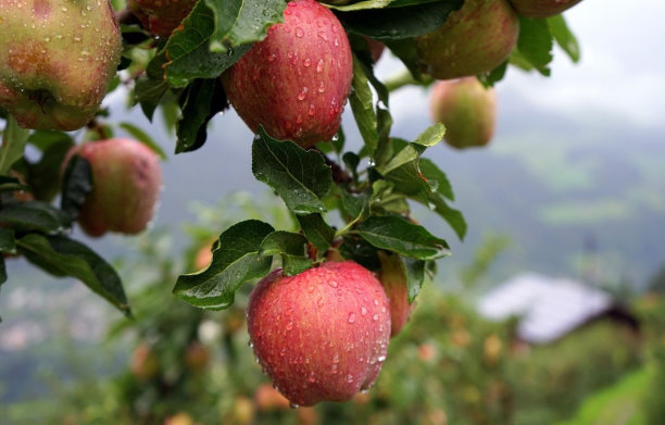 Яблоки и их несомненная польза для здоровья