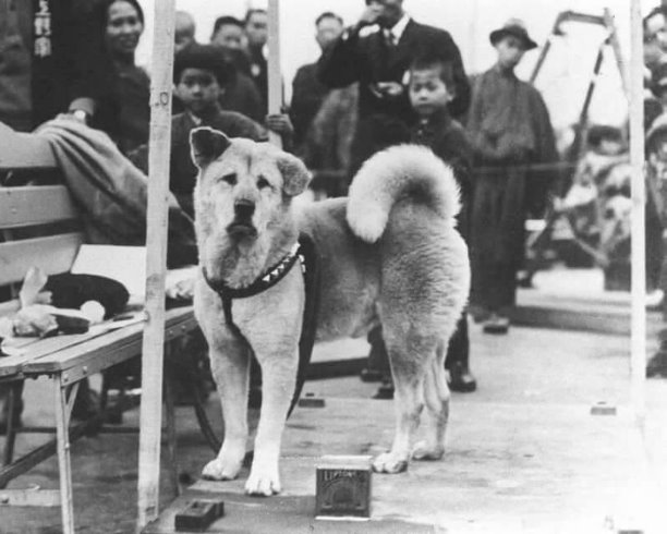 Пёс Хатико и День собак  в Японии