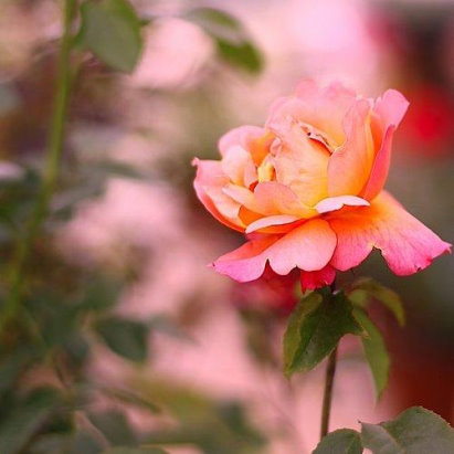 Любовь и розы. Автор Елена Шаламонова