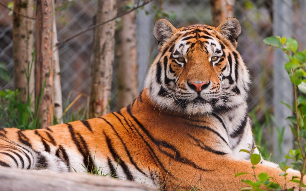 В год Тигра 40 интересных фактов о тиграх