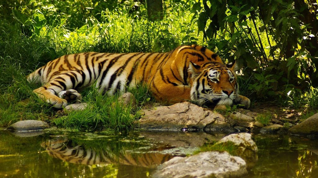 В год Тигра 40 интересных фактов о тиграх