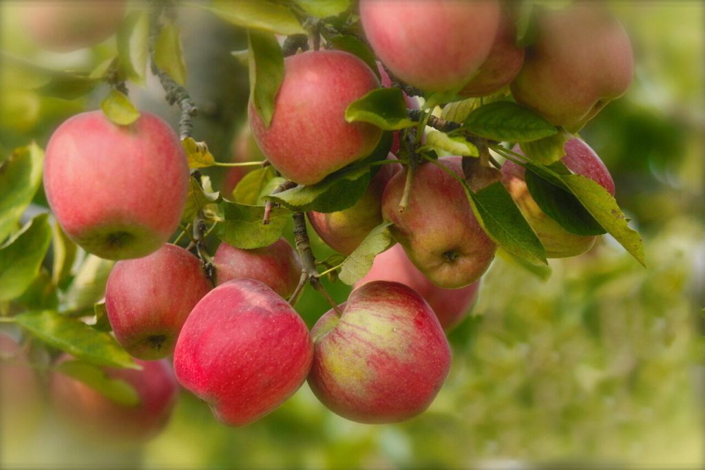 Применение яблочного уксуса для лечения и решения многих бытовых проблем