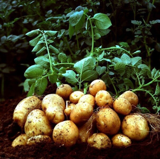 Как обновить сорт  картофеля: 5 способов