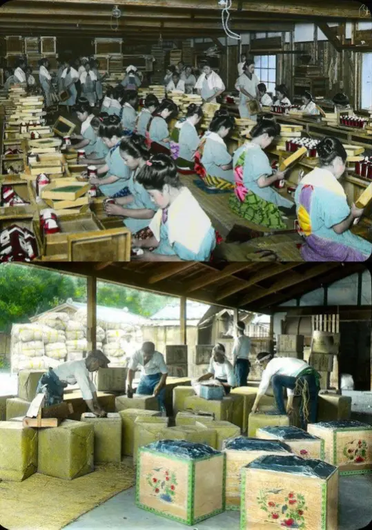 Все этапы производства чая. Фотограф Т. Энами (T. Enami)