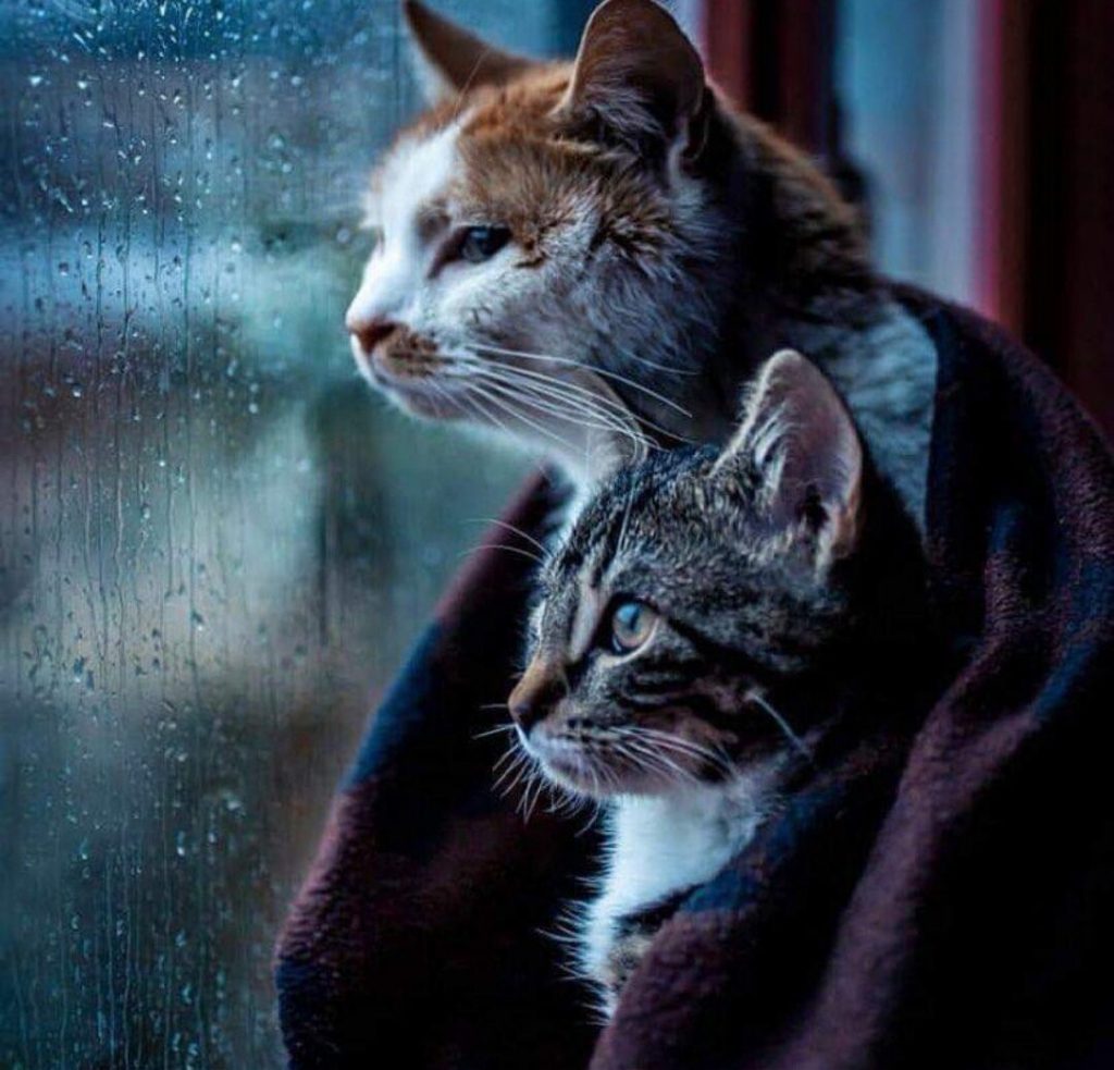 Кошки не плачут. Автор: Ольга Суслина