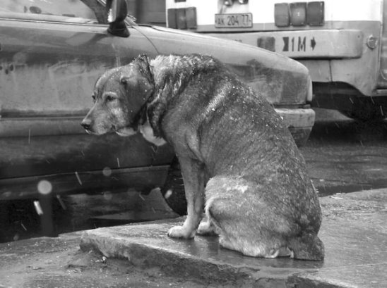 О бездомном псе. Стихотворение из инета
