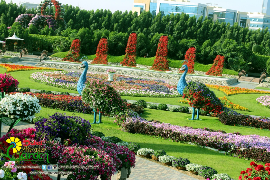 Чудо-сад Miracle Garden в Дубае