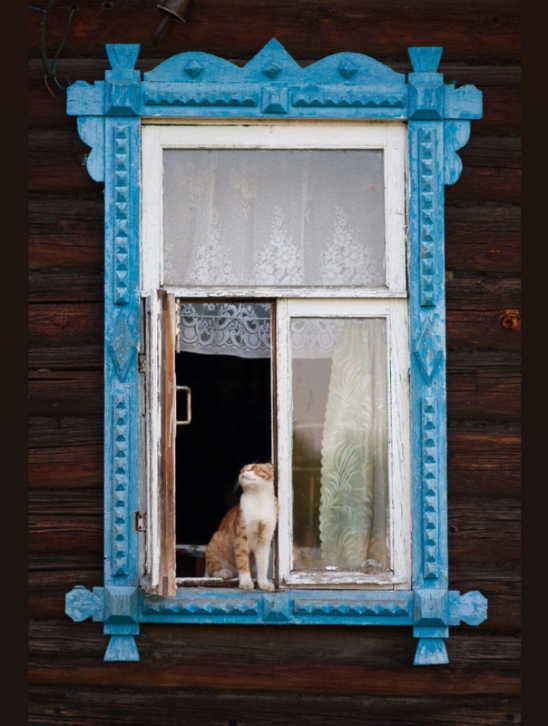 Горе луковое или котячье счастье. Автор: Cebеpinkа